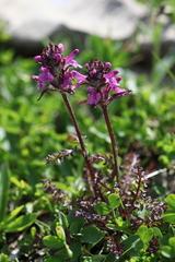 Pedicularis caucasica