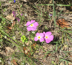 Phlox roemeriana