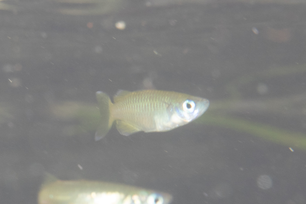 Manus-koornaarvis (Kalyptatherina helodes) — Telmatherinidae