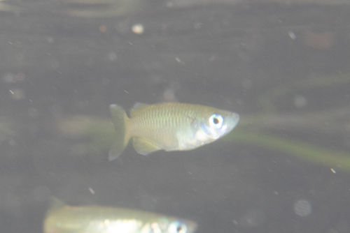 Marine Sailfin Silverside — seen at this dive site