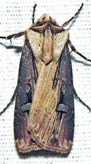 Agrotis volubilis