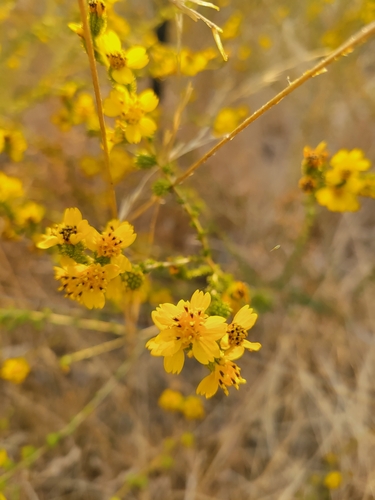 iNaturalist observation photo of Holocarpha virgata virgata