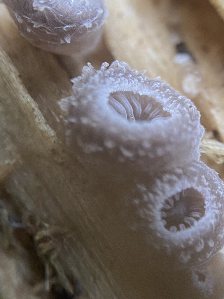 Hohenbuehelia mastrucata
