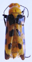 Cissites auriculata