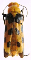 Cissites auriculata