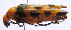 Cissites auriculata