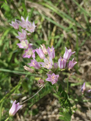 Allium drummondii