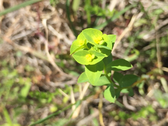 Euphorbia spathulata