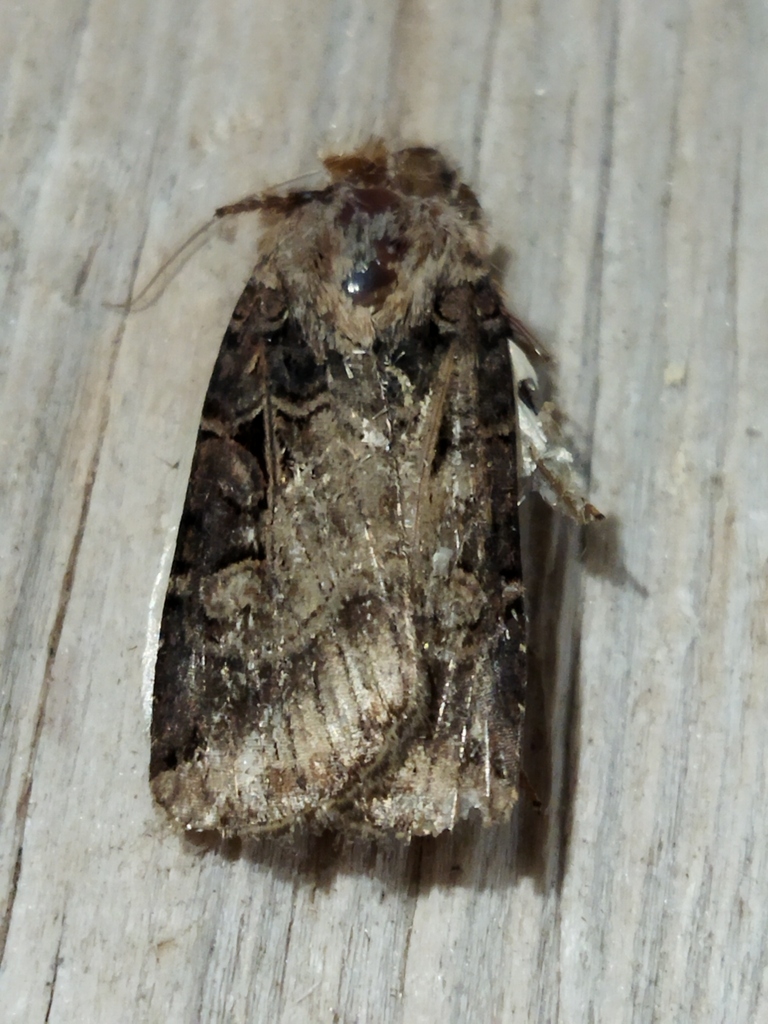 Opigena polygona