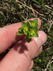 Euphorbia spathulata