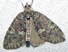Hydriomena perfracta