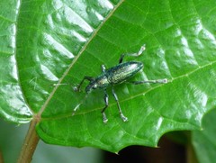 Naupactus auricinctus