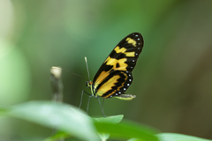 Mechanitis menapis occasiva