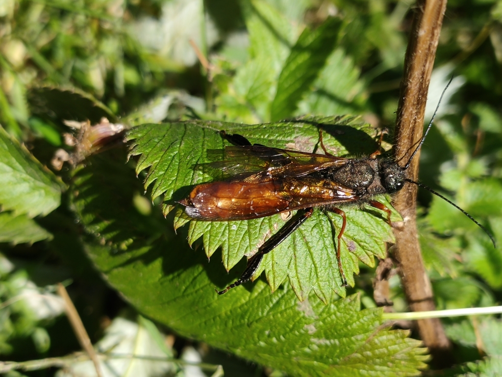 Sirex imperialis