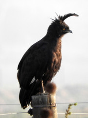 Lophaetus occipitalis