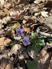 Viola rostrata