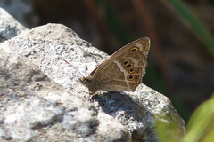 Pampasatyrus gyrtone