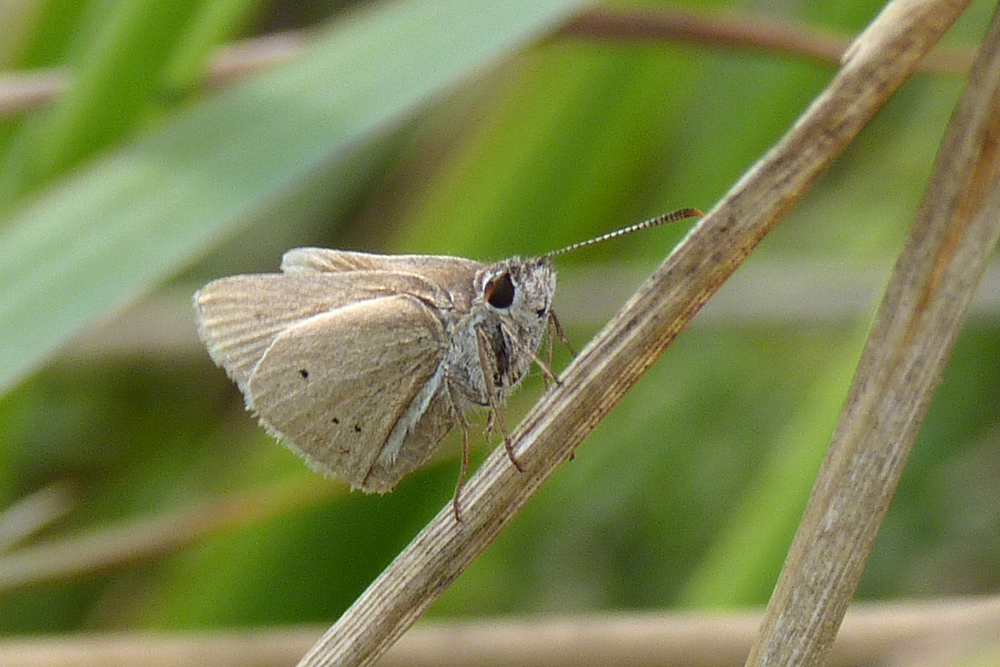 Panca