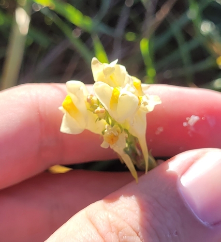 common toadflax