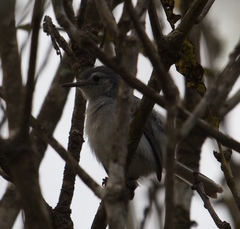 Polioptila bilineata
