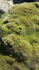 Veronica chionohebe