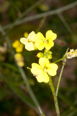 Bunias erucago