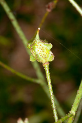 Bunias erucago