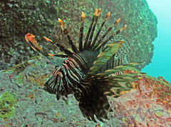 Red Lionfish photo 5