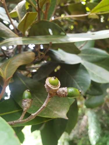 Ocotea cuneata
