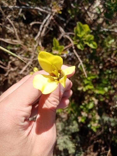 Image of Moraea bellendenii by (c) Ryan Buttress, some rights reserved (CC BY)