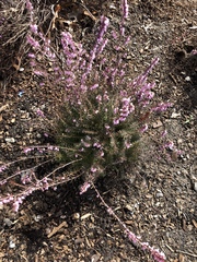 Ericeae