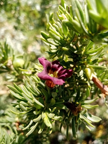 Image of Lycium afrum by (c) Ryan Buttress, some rights reserved (CC BY)
