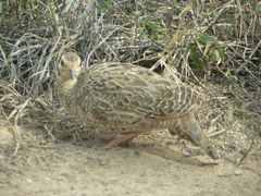 Francolinus francolinus