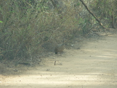 Francolinus francolinus