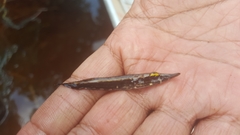 Luciocephalus pulcher