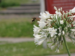 Bombus ephippiatus