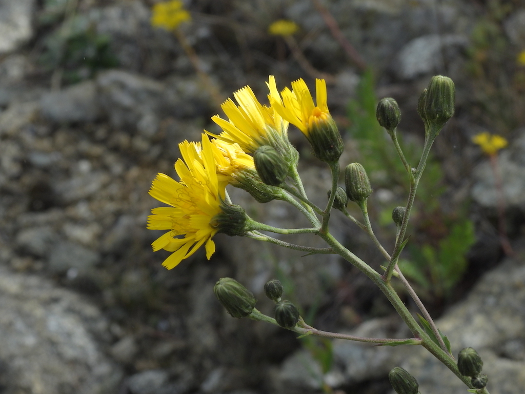 Hieracium inuloides