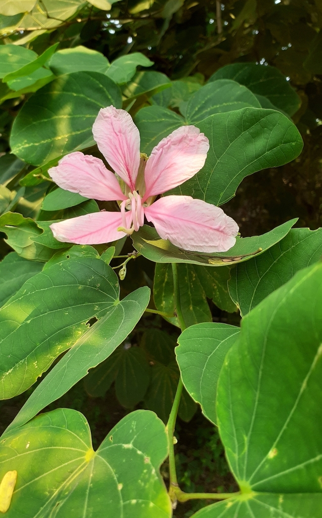 Orchid Tree from Mumbai Veterinary College, Goregaon on October 18, 2023 at 0948 AM by Soham