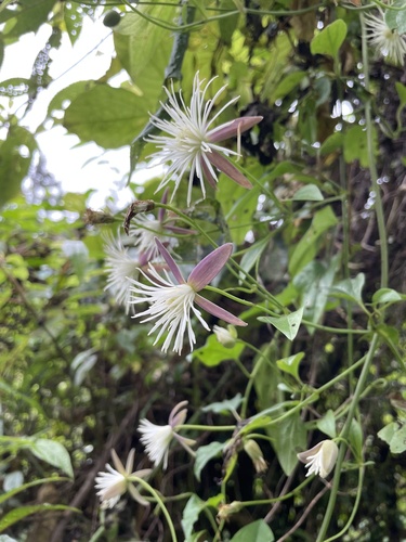 Clematis tashiroi iNat (2)