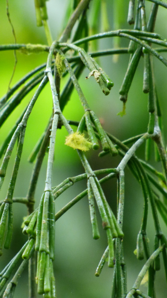 Rhipsalis clavata