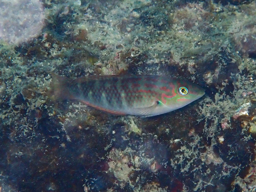 Bellenvinlipvis (Halichoeres nigrescens) — Labridae