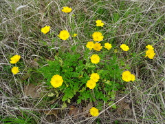 Ranunculus macranthus
