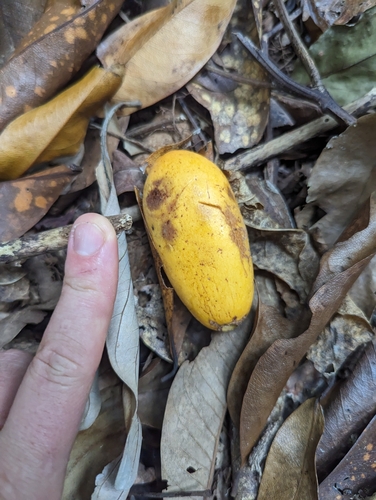 Endiandra microneura observed 2023-10-18