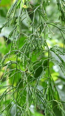 Rhipsalis clavata