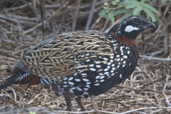 Francolinus francolinus