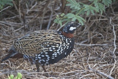 Francolinus francolinus