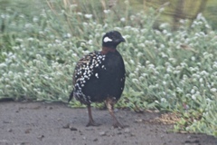 Francolinus francolinus