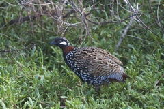 Francolinus francolinus