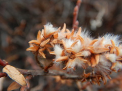 Salix glauca acutifolia