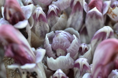 Lathraea clandestina